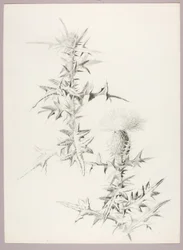 Uten tittel (Tistel)