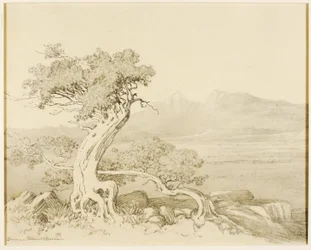 Uten tittel (overføringstegning for Old Cedars og Spanish Peaks)