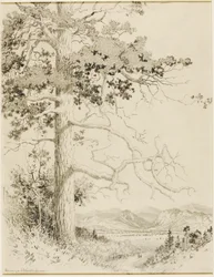 Uten tittel (overføringstegning for Old Pine, Estes Park)