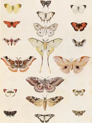 Lepidoptera fra Natal og Zulu-landet