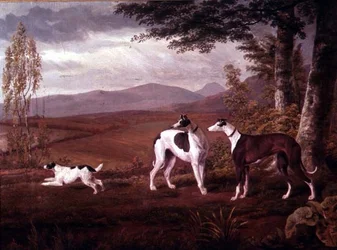 Greyhounds i et landskap