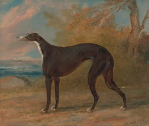 En av George Lane Fox sine vinnende greyhounds: Black and White Greyhound tispen, Juno, også kalt Elizabeth
