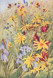 Arnica, brun gentiana (G purpurea), Campanula barbata og den flammende lille Hieracium aurantiacum, malt fra livet på markene mot midten av juli (fargelitografi)