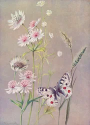 Astrantia major, A minor, og Apollo-sommerfuglen (fargelitografi)