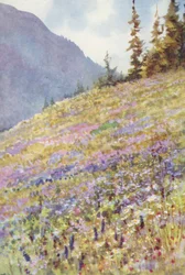 Felt med Campanula rhomboidalis på Col de la Forclaz rundt begynnelsen av juli (fargelitografi)