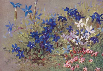 Genitana verna, typeplanten og noen av dens former (fargelitografi)