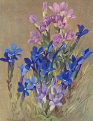 Gentiana campestris og Gentiana bavarica (fargelitografi)