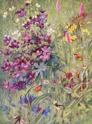 Geranium sylvaticum, Potentilla rupestris, Centaurea montana, den rosa bistorten, den lille alpebistorten, malt på stedet på jordene i begynnelsen av juli (fargelitografi)