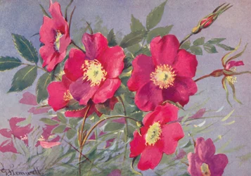 Rosa alpina, den torneløse alpine eglantinen (fargelitografi)