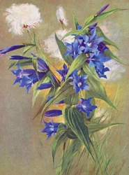 Pilegentiana (G asclepiadea) og alpin bomullsgress (Eriophorum Scheuchzeri) (fargelitografi)