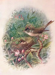 Svarthette - Sylvia atricapilla, c1910, 1910