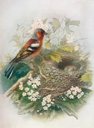 Bokfink - Ugift Fringilla, c1910, 1910