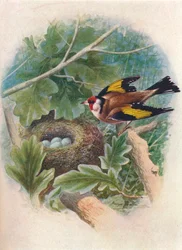 Gullfink - Carduelis elegans, c1910, 1910