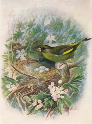 Grønnfink - Ligurinus chloris, c1910, 1910