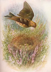 Engpiperke eller tisser - Anthus pratensis, c1910, 1910