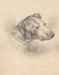 Hodet på en hund