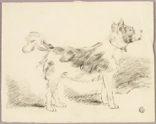 Gjeterhund