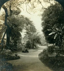 Pathway in the Queens Park, Brisbane, Australia, c1909.