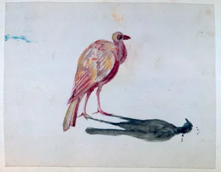 Fugl, 1820-1876
