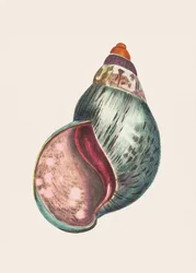 Agat-okse