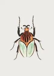 Høvdingen Beetle