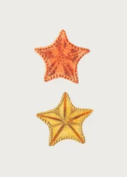 Utskåret Asterias