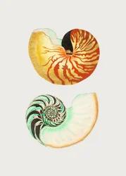 Den store Nautilus