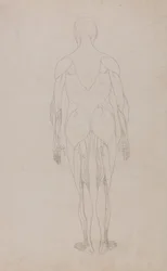 En sammenlignende anatomisk fremstilling av menneskekroppens struktur med en tigers og en vanlig fugls struktur: Menneskefigur, sett bakfra (videre studie for tabell XII)
