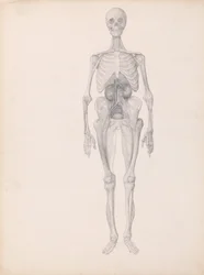 En komparativ anatomisk fremstilling av menneskekroppens struktur med en tigers og en vanlig fugls struktur: Menneskefigur, anterior view (Avsluttet studie av sluttfasen av disseksjon)