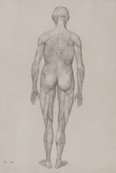 En sammenlignende anatomisk fremstilling av menneskekroppens struktur med en tigers og en vanlig fugls struktur: Menneskefigur, sett bakfra (nesten identisk med den ferdige tegningen for tabell XII)