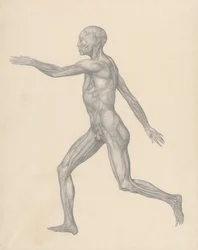 En sammenlignende anatomisk fremstilling av menneskekroppens struktur med en tiger og en vanlig fugl: Menneskefigur, sidevisning, etter fjerning av huden og de underliggende fasciale lagene (ferdig studie for tabell XIII)