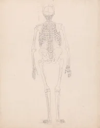 En sammenlignende anatomisk fremstilling av menneskekroppens struktur med en tigers og en vanlig fugls struktur: Menneskeskjelett, sett bakfra