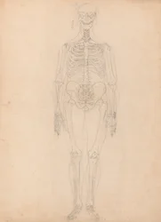 En sammenlignende anatomisk fremstilling av menneskekroppens struktur med en tigers og en vanlig fugls struktur: Menneskeskjelett, sett forfra