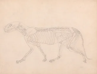 En komparativ anatomisk fremstilling av menneskekroppens struktur med en tiger og en vanlig fugl: Tigerkropp, sett fra siden