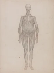 En komparativ anatomisk fremstilling av menneskekroppens struktur med en tigers og en vanlig fugls struktur: Menneskefigur, sett fra forsiden (beregnet for en plate som aldri ble publisert)