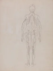 En komparativ anatomisk fremstilling av menneskekroppens struktur med en tiger og en vanlig fugl: Menneskefigur, bakfra (skisse av hovedfiguren på en upublisert plate)