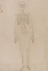 En sammenlignende anatomisk fremstilling av menneskekroppens struktur med en tiger og en vanlig fugl: Menneskeskjelett, sett forfra