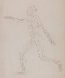 En sammenlignende anatomisk fremstilling av menneskekroppens struktur med en tiger og en vanlig fugl: Menneskefigur, sidevisning (relatert til tabell XIII, detaljert studie av blodårene som forsyner musklene)