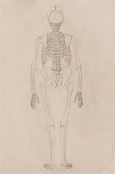 En sammenlignende anatomisk fremstilling av menneskekroppens struktur med en tiger og en vanlig fugl: Menneskeskjelett, sett bakfra (relaterer seg til tabell II)