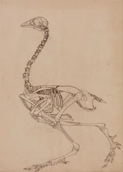 En sammenlignende anatomisk fremstilling av menneskekroppens struktur med en tigers og en vanlig fugls struktur: Fugleskjelett, sidevisning (studie for nøkkelfiguren i tabell V)