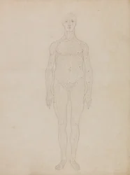 En komparativ anatomisk fremstilling av menneskekroppens struktur med en tigers og en vanlig fugls struktur: Studie av menneskefiguren, sett forfra (sannsynligvis relatert til tabell XI)