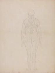 En komparativ anatomisk fremstilling av menneskekroppens struktur med en tiger og en vanlig fugl: Menneskefigur, sett bakfra
