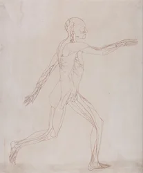 En sammenlignende anatomisk fremstilling av menneskekroppens struktur med en tiger og en vanlig fugl: Menneskefigur, sidevisning (forberedt for overføring til platen av nøkkelfiguren i tabell XIII)