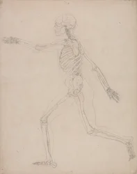 En komparativ anatomisk fremstilling av menneskekroppens struktur med en tiger og en vanlig fugl: Menneskeskjelett, sett fra siden
