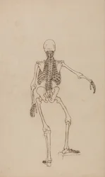 En komparativ anatomisk fremstilling av menneskekroppens struktur med en tigers og en vanlig fugls struktur: Menneskeskjelett, sett bakfra
