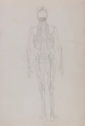 En komparativ anatomisk fremstilling av menneskekroppens struktur med en tiger og en vanlig fugl: Menneskefigur, bakfra (skisse av en nøkkelfigur som viser den siste fasen av disseksjonen)