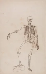 En sammenlignende anatomisk fremstilling av menneskekroppens struktur med en tiger og en vanlig fugl: Menneskeskjelett, sett forfra