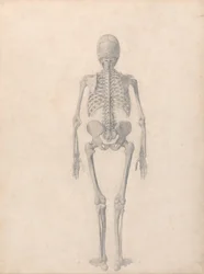En sammenlignende anatomisk fremstilling av menneskekroppens struktur med en tiger og en vanlig fugl: Menneskeskjelett, sett bakfra (ferdig studie for tabell II)