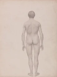 En sammenlignende anatomisk fremstilling av menneskekroppens struktur med en tiger og en vanlig fugl: Menneskefigur, bakfra, udissekert (ferdig studie for tabell VII)