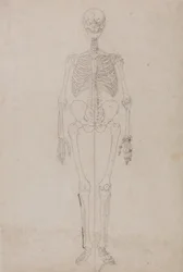 En komparativ anatomisk fremstilling av menneskekroppens struktur med en tiger og en vanlig fugl: Menneskeskjelett, sett forfra (sluttstudie)